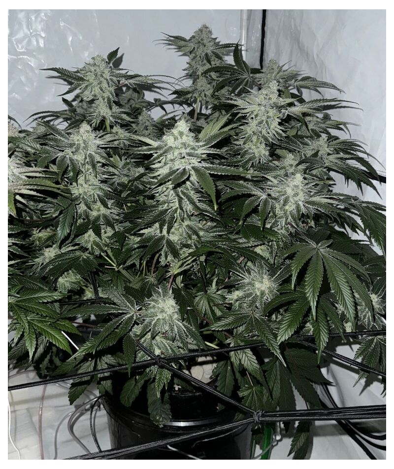 Lemons, Фасовка: 5, изображение 2